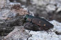 Chrysobothris affinis