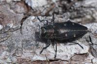 Chrysobothris affinis