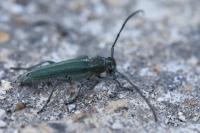 Opsilia coerulescens