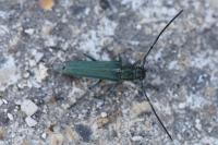 Opsilia coerulescens