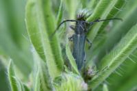 Opsilia coerulescens