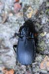 Abax parallelepipedus