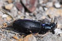 Carabus violaceus