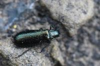 Dasytes caeruleus