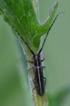 Agapanthia cardui