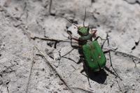 Cicindela campestris