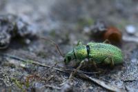 Phyllobius betulinus