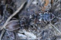 Polydrusus marginatus