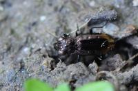 Notiophilus quadripunctatus