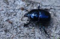 Trypocopris pyrenaeus