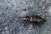 Bembidion dentellum