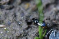 Bembidion lunulatum