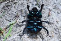 Trypocopris pyrenaeus