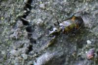 Bembidion dentellum
