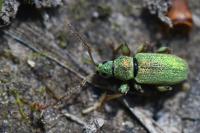 Phyllobius betulinus