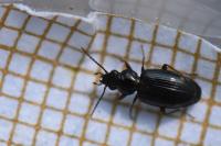 Bembidion lunulatum