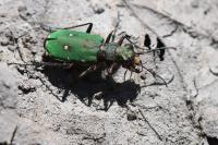 Cicindela campestris