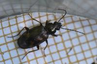 Bembidion dentellum
