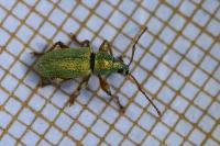 Phyllobius betulinus