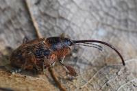 Curculio glandium