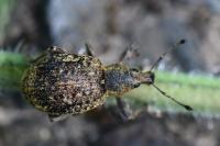 Liophloeus tessulatus