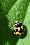 Propylea quatuordecimpunctata