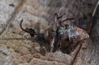 Curculio glandium