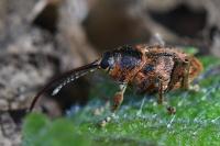 Curculio glandium