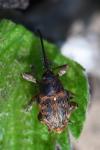 Curculio glandium