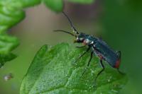 Malachius bipustulatus