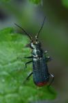 Malachius bipustulatus