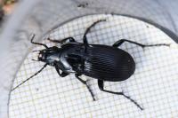 Abax parallelepipedus