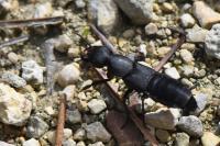 Ocypus olens