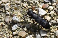 Ocypus olens