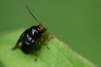 Cryptocephalus