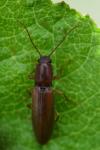 Athous campyloides