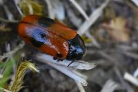 Clytra laeviuscula