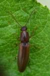 Athous campyloides