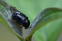 Cryptocephalus