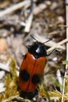 Clytra laeviuscula