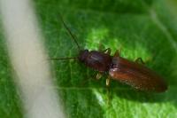 Athous campyloides