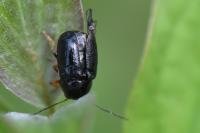 Cryptocephalus