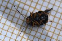Cryptocephalus
