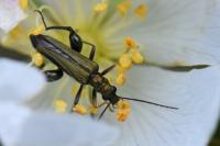 Oedemera flavipes