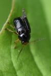 Cryptocephalus