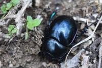 Trypocopris pyrenaeus