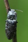 Agrypnus murinus