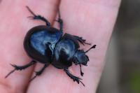 Trypocopris pyrenaeus