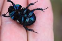 Trypocopris pyrenaeus