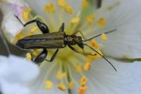 Oedemera flavipes